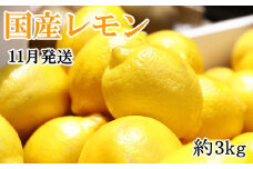 ＊11月発送＊【手選別・産直】紀の川産の安心国産レモン約3kg ※着日指定不可※2024年11月上旬～11月下旬頃に順次発送予定