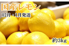 ＊12月・1月発送＊【手選別・産直】紀の川産の安心国産レモン約3kg ※着日指定不可※2023年12月上旬～2024年1月下旬頃に順次発送予定