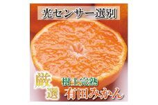 ＜先行予約＞＜11月より発送＞樹上完熟有田みかん4kg+120g（傷み補償分）【光センサー選果】
※北海道・沖縄・離島への配送不可
※着日指定不可
※2023年11月中旬～2024年1月下旬頃に順次発送予定