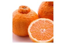 ＜2月より発送＞家庭用 不知火2.5kg+250g（傷み補償分）◇【デコポンと同品種・人気の春みかん】 わけあり 訳あり ワケアリ ※北海道・沖縄・離島への配送不可 ※2026年2月上旬～3月下旬頃に順次発送予定