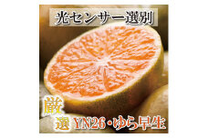 〈10月より発送〉ゆら早生 プレミアム有田みかん 5kg+250g（傷み補償分） ｜ 柑橘 果物 フルーツ 糖度 甘い 濃厚 コク ジューシー 光センサー ※北海道・沖縄・離島への配送不可 ※2025年10月上旬～11月中旬頃に順次発送予定
