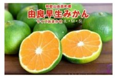和歌山由良町産 由良早生みかん 約5kg サイズおまかせ(Ｌ・М・Ｓ)いずれかお届け◇ ※北海道・沖縄・離島への配送不可 ※2025年10月上旬～10月下旬頃順次発送予定