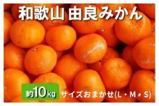和歌山由良町産 由良みかん 約10kg 秀品 サイズおまかせ(Ｌ・М・Ｓ)◆ ※北海道・沖縄・離島への配送不可 ※2025年11月下旬～2026年1月中旬頃に順次発送予定