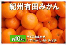 紀州有田みかん 約10kg サイズおまかせ いずれか(L・М・S・2S) ※離島への配送不可 ※2025年11月下旬～2026年1月中旬頃順次発送予定
