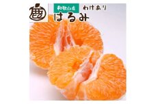 ＜2月より発送＞家庭用はるみ5kg+250g（傷み補償分）◇【デコポンの姉妹品種・新食感春みかん】【光センサー選別】 ｜ わけあり・訳あり ※北海道・沖縄・離島への配送不可 ※2026年2月上旬～3月下旬頃に順次発送予定