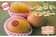 紀州美浜しおさいマンゴー2～3玉（1.2～1.3kg）
※離島への配送不可
※2025年7月下旬～9月上旬頃に順次発送予定