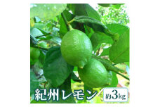 【先行予約】【国産】農家直送！　紀州レモン　約3kg
※2023年10月上旬～2024年1月下旬頃に順次発送予定