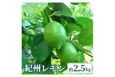 【先行予約】【国産】農家直送！　紀州レモン　約2.5kg
※2023年10月上旬～2024年1月下旬頃に順次発送予定
