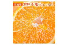 【先行予約】【先行予約】 有田育ちの濃厚 不知火 (デコポン と同品種)(訳あり 家庭用) 約2kg◇ ※2026年1月下旬～3月下旬頃に順次発送予定 ※北海道・沖縄・離島への配送不可