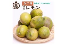 ＜9月より発送＞加工用 レモン5kg+250g（傷み補償分）【和歌山有田産】【防腐剤・WAX不使用、安心の国産レモン】【わけあり・訳ありレモン】 ※北海道・沖縄・離島への配送不可 ※2025年9月中旬～2026年4月下旬頃に順次発送予定