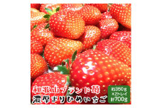 【和歌山ブランド苺】農家直送 濃厚 完熟 まりひめいちご 12～18粒×2トレイ(約700g)　
※北海道・沖縄地域へのお届け不可
※2024年1月中旬～3月下旬頃に順次発送予定