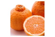 ＜2月より発送＞家庭用 不知火5kg+250g（傷み補償分）◇【デコポンと同品種・人気の春みかん】 わけあり 訳あり ワケアリ ※北海道・沖縄・離島への配送不可 ※2026年2月上旬～3月下旬頃に順次発送予定