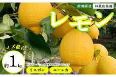 【産地直送】和歌山県産　レモン　1kg　サイズ混合
※着日指定不可
※北海道・沖縄・離島への配送不可
※2024年1月上旬～2月下旬頃に順次発送予定