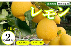 【産地直送】和歌山県産　レモン　2kg　サイズ混合
※着日指定不可
※北海道・沖縄・離島への配送不可
※2024年1月上旬～2月下旬頃に順次発送予定