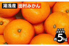 湯浅産 田村みかん 5kg（サイズおまかせ） ※2025年11月下旬～2026年1月下旬頃に順次発送予定 ※北海道・沖縄・離島への配送不可