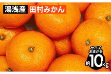 湯浅産 田村みかん 10kg（サイズおまかせ） ※2025年11月下旬～2026年1月下旬頃に順次発送予定 ※北海道・沖縄・離島への配送不可