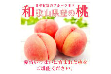 紀州和歌山産の桃 15玉 化粧箱入◇ ※2026年6月下旬～8月上旬頃に順次発送予定