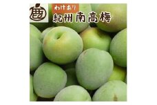 ＜6月発送＞ 家庭用 紀州南高梅(青梅)5kg+150g（傷み補償分）〇【朝摘み・とれたて直送便】【梅干し・梅酒・梅ジュース】【和歌山産】【わけあり・訳あり】※2025年6月上旬～6月下旬頃に順次発送予定　※北海道・沖縄・離島への配送不可