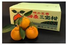 三宝柑 おまかせ 7.5kg
※北海道・沖縄および離島への配送不可
※2024年2月下旬～3月下旬頃に順次発送予定