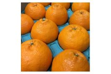 和歌山産 不知火 【12玉～20玉】 秀品 ※2026年2月上旬～4月下旬頃に順次発送予定 ※北海道・沖縄・離島への配送不可