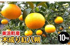 美浜町産　木成り紅八朔 10kg| はっさく 八朔 果物 フルーツ 柑橘 10kg
※着日指定不可
※2024年2月中旬～3月下旬頃に順次発送予定