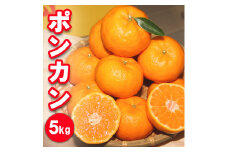 濃厚な甘さ！ポンカン5kg　農園直送
※2025年1月下旬頃～2月中旬頃に順次発送予定
※着日指定不可