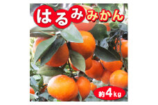 はるみみかん　和歌山県御坊産　先行予約（10～24玉）4キロ
※2024年1月下旬頃～2月下旬頃に順次発送予定
※着日指定不可