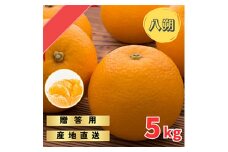 完熟木なりハッサクみかん贈答用特選　5kg箱入 | はっさく みかん 八朔 贈答用 旬 柑橘 フルーツ 果物 果実 ミカン 産地直送 ※2025年3月中旬～4月中旬頃に順次発送予定