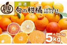 ＜1月より発送＞厳選 柑橘詰合せ5kg+250g（傷み補償分）◇【有田の春みかん詰め合わせ・フルーツ詰め合せ・オレンジつめあわせ】【光センサー選別】 ※北海道・沖縄・離島への配送不可 ※2026年1月上旬～4月下旬頃に順次発送予定
