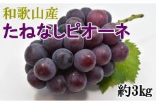 【新鮮・産直】和歌山県産たねなしピオーネ約3kg（4房～7房） ※北海道・沖縄・離島への配送不可 ※2025年8月中旬～9月下旬頃に順次発送予定