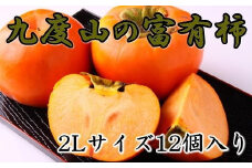 ≪柿の名産地≫九度山町の富有柿2Lサイズ12個入り ※2025年11月中旬～12月上旬頃に順次発送予定
