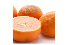 ＜4月より発送＞家庭用 カラマンダリン1kg+250g（傷み補償分）◇【南津海・なつみ】【希少な春柑橘】【わけあり・訳あり】【みかんと同じように食べられます】　※北海道・沖縄・離島への配送不可　※2026年4月上旬～5月下旬頃に順次発送予定