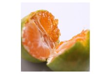 家庭用 極早生有田みかん2.5kg+250g（傷み補償分）【希少な新品種YN26】【菊みかん入り】 ※北海道・沖縄・離島への配送不可 ※2025年10月上旬～11月中旬頃に順次発送予定
