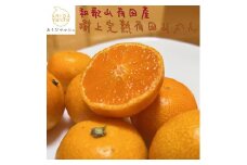【先行受付 2024年11月～発送】こだわりの樹上完熟有田みかん(2S～Lサイズ混合) 10kg ※北海道・沖縄・離島への配送不可 ※2024年11月上旬～2025年1月中旬頃に順次発送予定