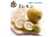 ＜9月より発送＞レモン1kg+250g（傷み補償分）【和歌山有田産】【防腐剤・WAX不使用、安心の国産レモン】 ※北海道・沖縄・離島への配送不可 ※2025年9月中旬～2026年4月下旬頃に順次発送予定