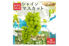 紀州和歌山産シャインマスカット 約2kg ※離島への配送不可 ※2025年8月下旬頃～9月上旬頃に順次発送予定
