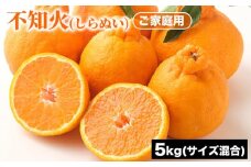 ご家庭用 不知火 (しらぬい) サイズ混合 5kg | みかん 柑橘 和歌山 みかん 不知火 しらぬい 家庭用 フルーツ 果物 5kg ※2025年2月上旬～2月下旬頃に順次発送予定