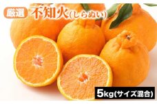 厳選 不知火 (しらぬい) サイズ混合 5kg | みかん 柑橘 和歌山 みかん 不知火 しらぬい 厳選 フルーツ 果物 5kg ※2026年1月下旬～3月下旬頃に順次発送予定