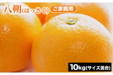 ご家庭用 八朔 (はっさく) サイズ混合 10kg | みかん 柑橘 和歌山 みかん 八朔 はっさく 家庭用 フルーツ 果物 10kg ※2025年1月下旬～2月下旬頃に順次発送予定