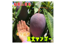 【希少マンゴー】濃厚 玉文 マンゴー 約1kg(1～2玉) ｜ 先行予約 濃厚 果物 フルーツ 甘い ※2024年9月中旬～9月下旬頃に順次発送予定