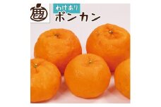 ＜1月より発送＞家庭用 ポンカン2.5kg+250g（傷み補償分） ※北海道・沖縄・離島への配送不可 ※2026年1月下旬～2月下旬頃に順次発送予定