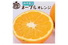 ＜2月より発送＞家庭用 ネーブルオレンジ5kg+250g（傷み補償分）｜訳あり・わけあり【光センサー選別】 ※北海道・沖縄・離島への配送不可 ※2026年2月上旬～2月下旬頃に順次発送予定