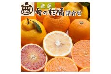 ＜1月より発送＞厳選 柑橘詰合せ7.5kg+250g（傷み補償分）◇｜有田の春みかん詰め合わせ・フルーツ詰め合せ・オレンジつめあわせ【光センサー選別】 ※北海道・沖縄・離島への配送不可 ※2026年1月上旬～4月下旬頃に順次発送予定