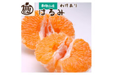 ＜2月より発送＞家庭用 はるみ1kg+250g（傷み補償分）◇｜わけあり・訳あり　デコポンの姉妹品種・新食感春みかん【光センサー選別】 ※北海道・沖縄・離島への配送不可 ※2026年2月上旬～3月下旬頃に順次発送予定