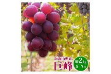 紀州和歌山産の巨峰ぶどう約2kg ※2025年8月下旬頃〜9月上旬頃に順次発送予定