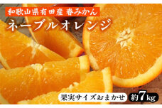 ネーブルオレンジ［約7kg］和歌山県有田産 春みかん【果実サイズおまかせ】 ｜ 和歌山県産 柑橘 フルーツ 紀伊国屋文左衛門本舗 ※2025年1月中旬～2月中旬頃に順次発送予定