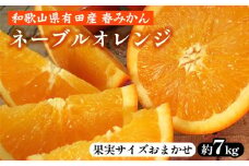 ネーブルオレンジ［約7kg］和歌山県有田産 春みかん【果実サイズおまかせ】 ｜ 和歌山県産 柑橘 フルーツ 紀伊国屋文左衛門本舗