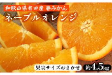 ネーブルオレンジ［約4.5kg］和歌山県有田産 春みかん【果実サイズおまかせ】 ｜ 和歌山県産 柑橘 フルーツ 紀伊国屋文左衛門本舗 ※2025年1月中旬～2月中旬頃に順次発送予定