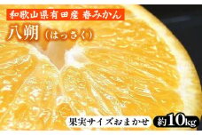 八朔（はっさく）［約10kg］和歌山県有田産 春みかん【果実サイズおまかせ】 ｜ 和歌山県産 柑橘 フルーツ 紀伊国屋文左衛門本舗