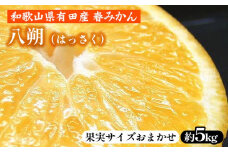 八朔（はっさく）［約5kg］和歌山県有田産 春みかん【果実サイズおまかせ】 ｜ 和歌山県産 柑橘 フルーツ 紀伊国屋文左衛門本舗 ※2025年1月下旬～4月上旬頃に順次発送予定